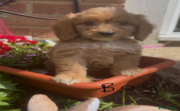 Cockapoo dogs - Advert 9