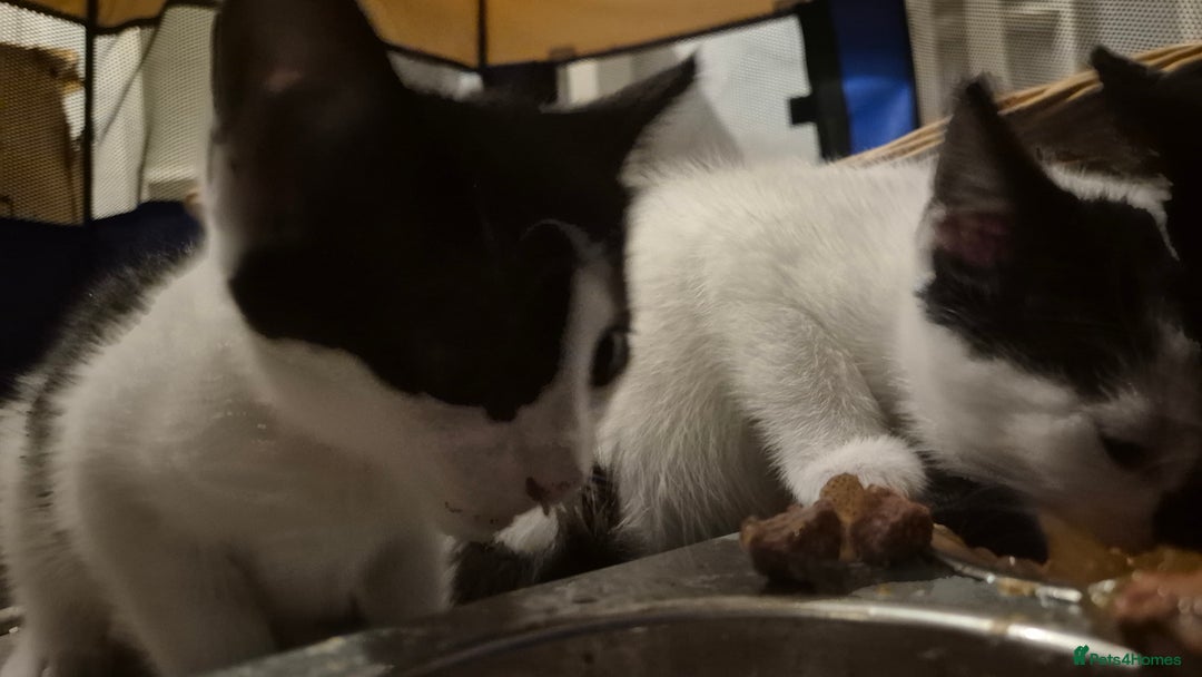 Mixed Breed cats for sale: 2 female kittens available and ready to leave  - Advert 18