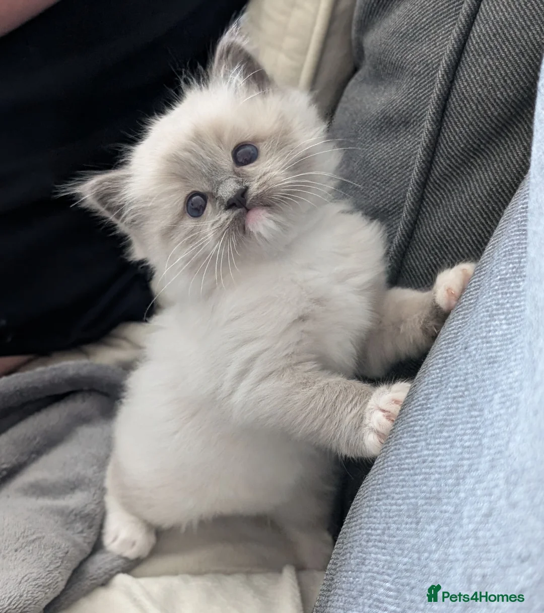 Ragdoll cats for sale: Dual registered Beautiful Blue Mitted Ragdoll Boy - Advert 1