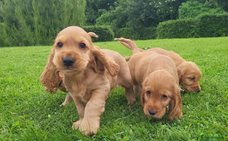 Cocker Spaniel dogs - Advert 15