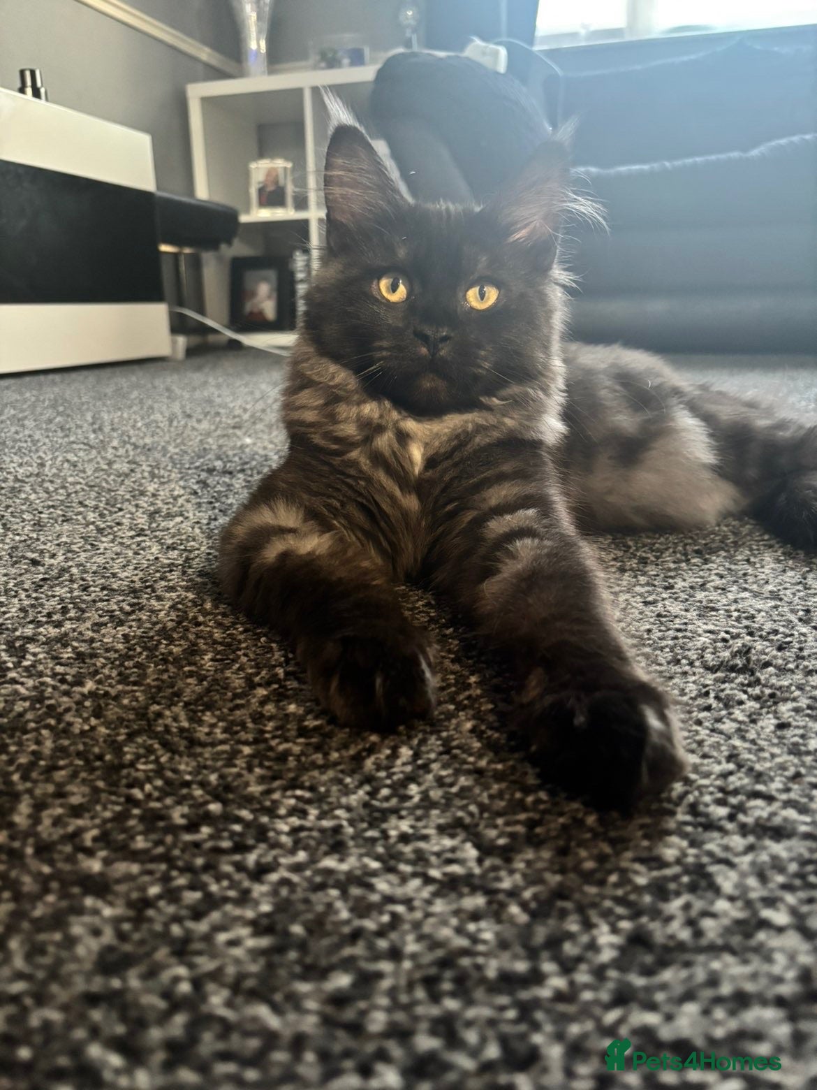 Maine Coon cats LUNA mainecoon  - Advert 1