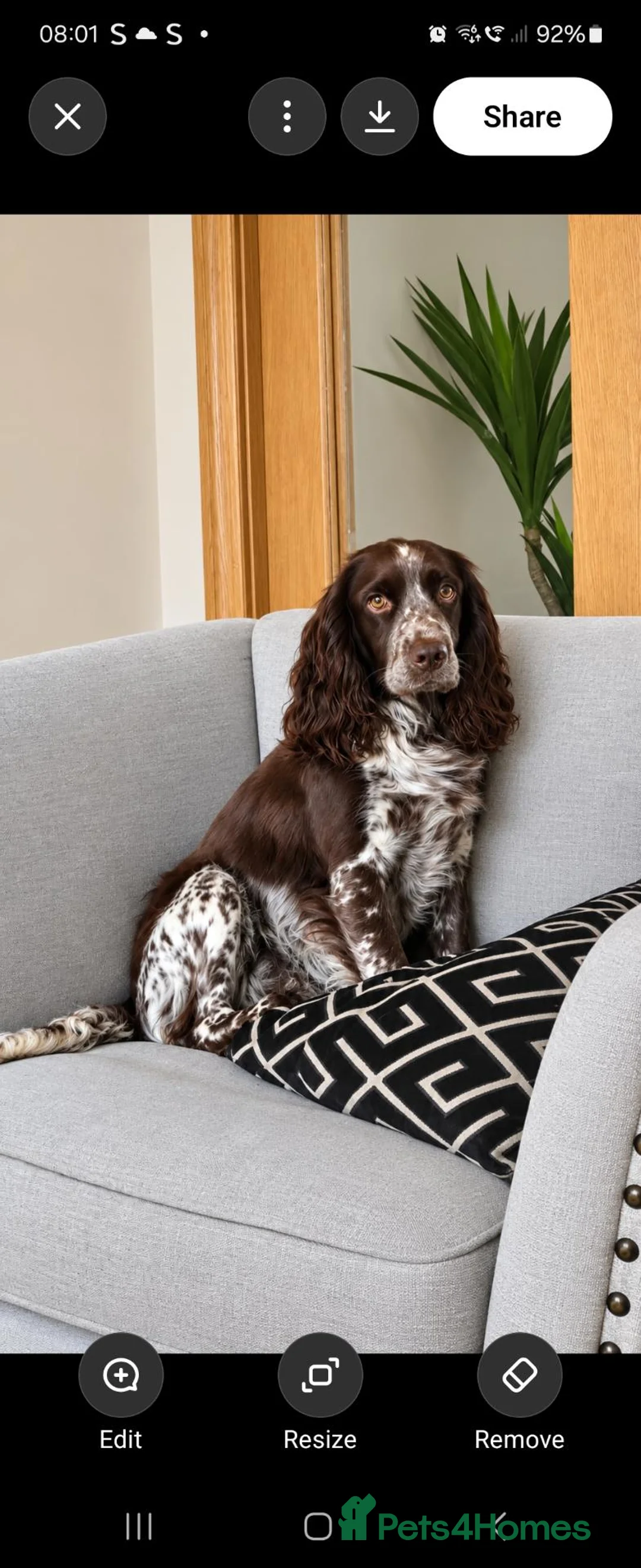 Cocker Spaniel dogs for sale: Cocker spaniel puppies - Advert 2