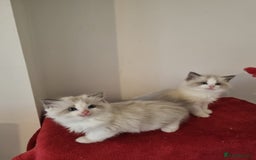 Ragdoll cats for sale: Ragdoll kittens  - Image 5