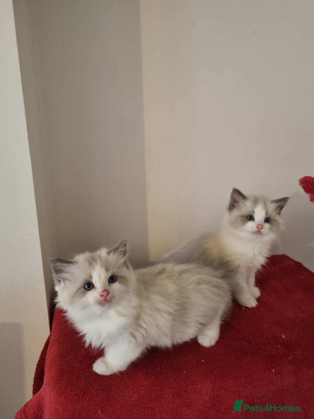 Ragdoll cats for sale: Ragdoll kittens  - Image 5