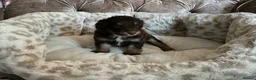Aussiedoodle dogs for sale: Stunning F1B Aussiedoodle puppies - Advert 10