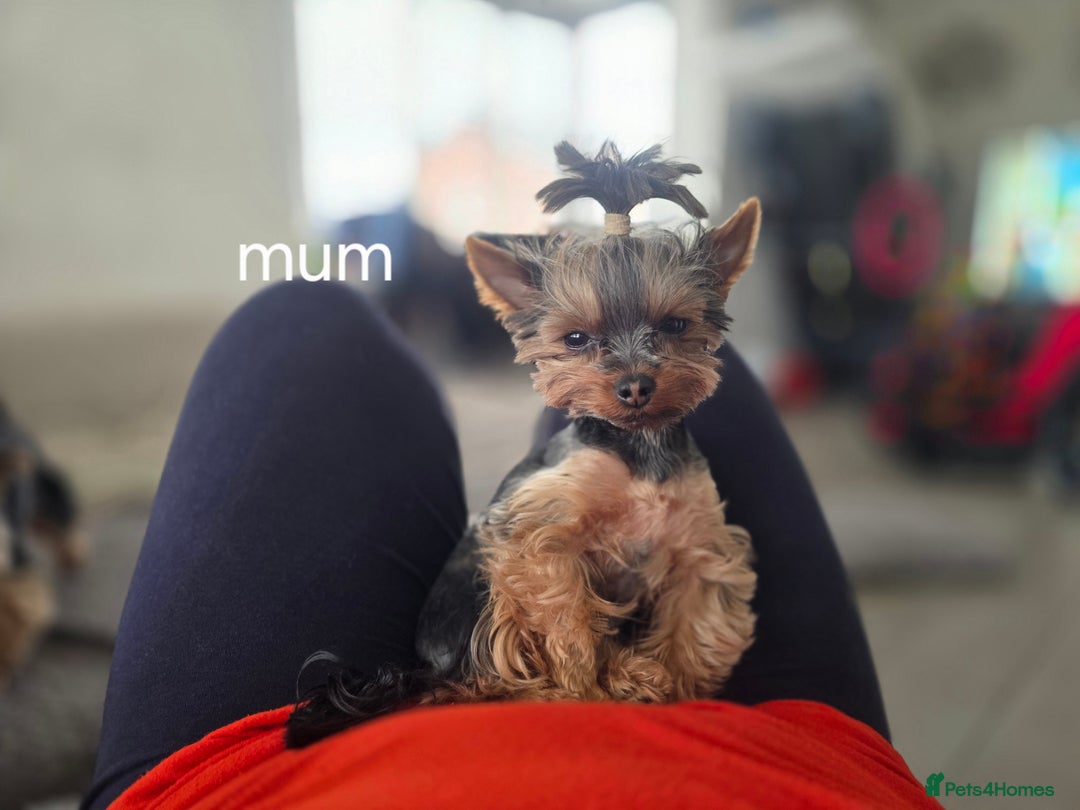 Yorkshire Terrier dogs for sale: Tiny gorgeous baby boys - Image 27