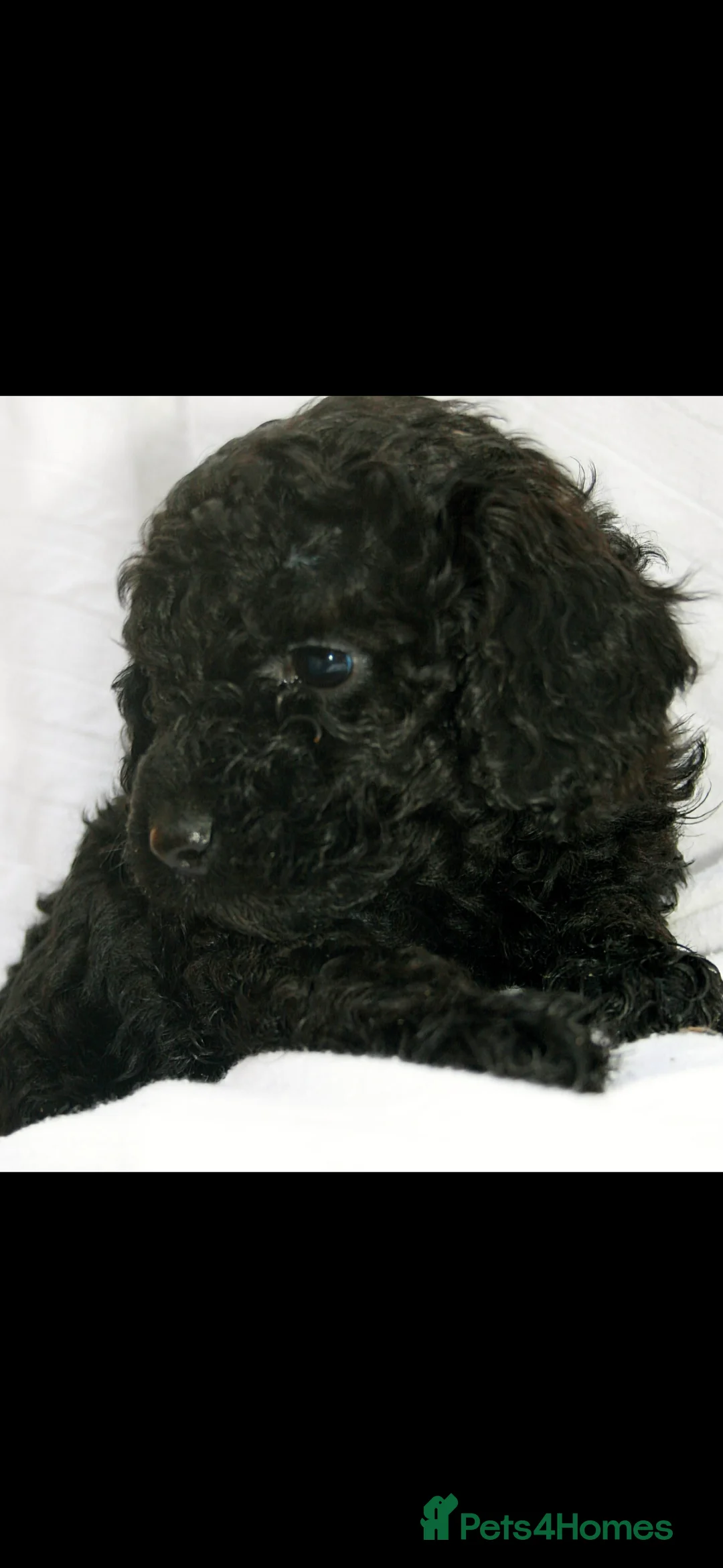 Cockapoo dogs for sale: F1B Mini Cockapoos - Advert 10