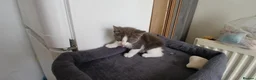 Mixed Breed cats for sale: 5 cuties looking for new forever homes - Advert 13