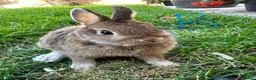 Netherland Dwarf rabbits for sale: Netherland Dwarf rabbits for sale  - Advert 10