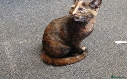 Mixed Breed cats for sale: 2 beautiful female lovely kittens and playfull - Image 11