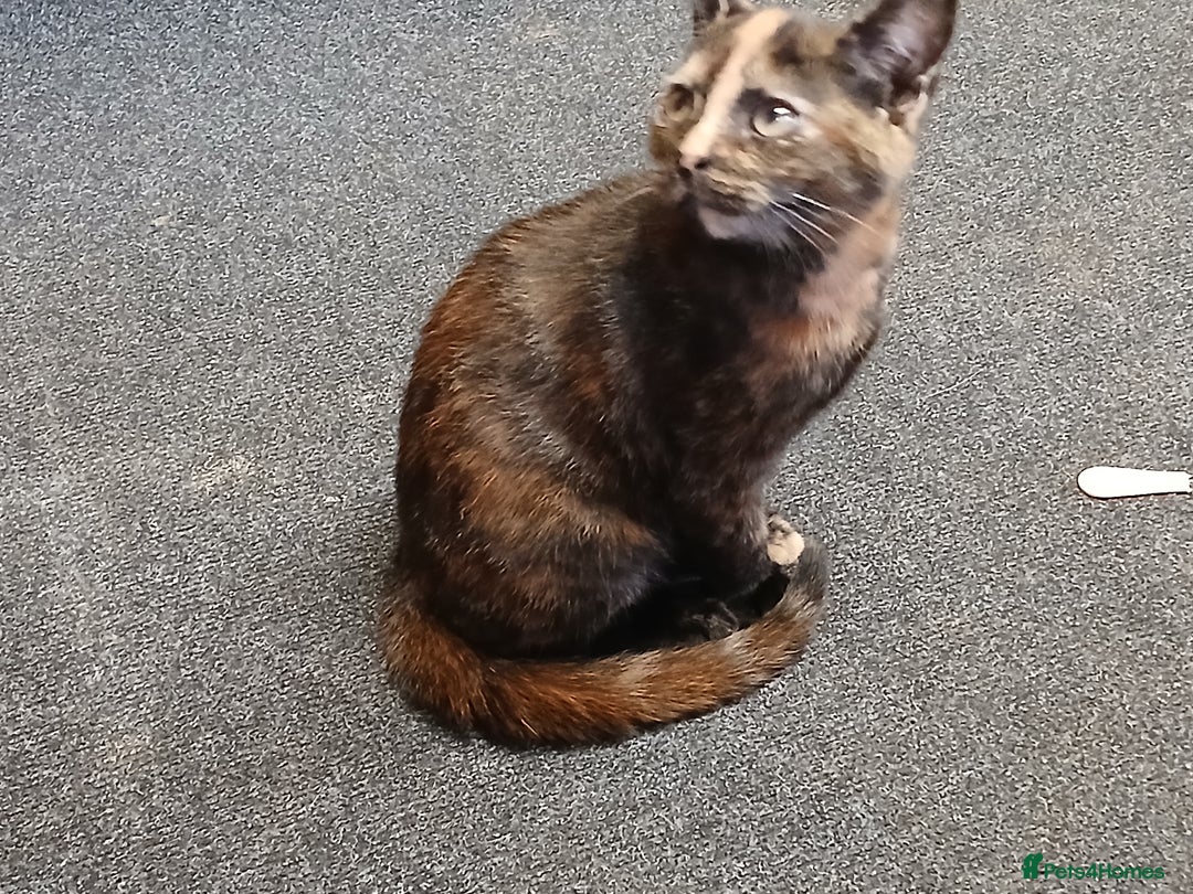 Mixed Breed cats for sale: 2 beautiful female lovely kittens and playfull - Image 11