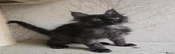 Maine Coon cats for sale: READY NOW Black Smoke Maine Coon Kitten - Advert 19