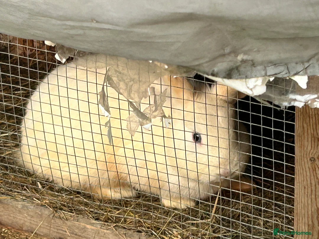 Mixed Breed rabbits for sale: Beautiful Bunnys  - Advert 2