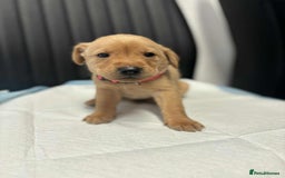 Labrador Retriever dogs for sale: Adorable KC registered fox red and black labs  - Image 18