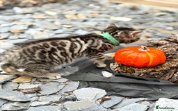Bengal cats for sale:  Beautiful Bengal kittens  - Image 6