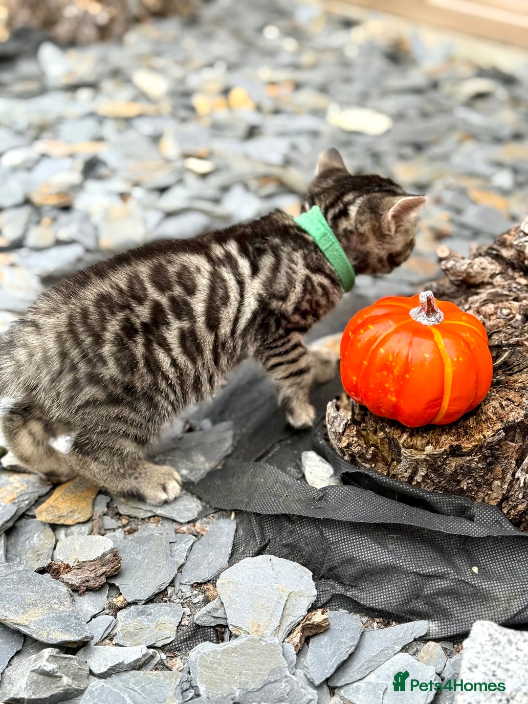 Bengal cats for sale:  Beautiful Bengal kittens  - Image 6