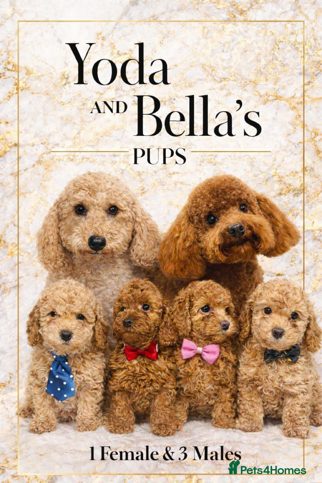 Toy Poodle dogs Toy poodle  puppies  - Advert 1