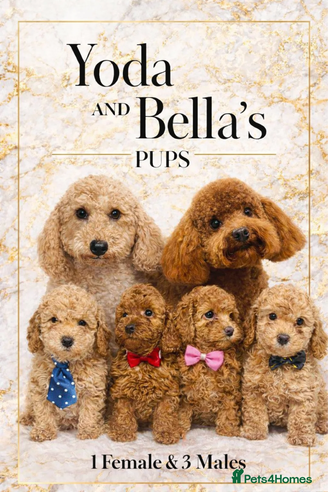 Toy Poodle dogs for sale: Toy poodle  puppies  - Advert 1