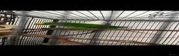 Parrots birds for sale: Superb parrot pair male and female  in Luton - Advert 17
