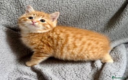 Mixed Breed cats for sale: SUPER FLUFFY KITTENS READY NOW - Advert 12