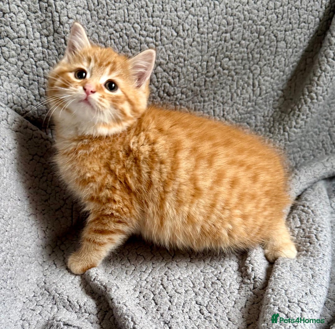 Mixed Breed cats for sale: SUPER FLUFFY KITTENS READY NOW - Advert 12