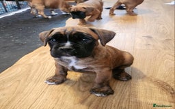 Boxer dogs for sale: 🌟🩷COI 0.5% KC REG BOBTAIL GIRL🩷🌟 - Image 1