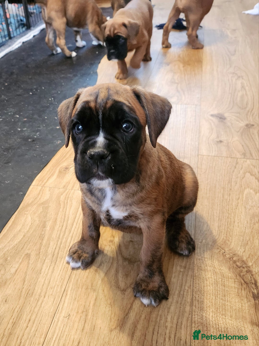 Boxer dogs for sale: 🌟🩷COI 0.5% KC REG BOBTAIL GIRL🩷🌟 - Image 1