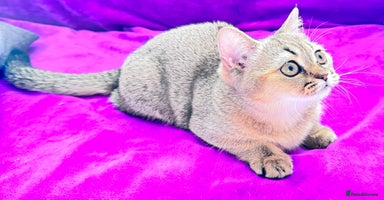 Scottish Fold cats - Advert 3