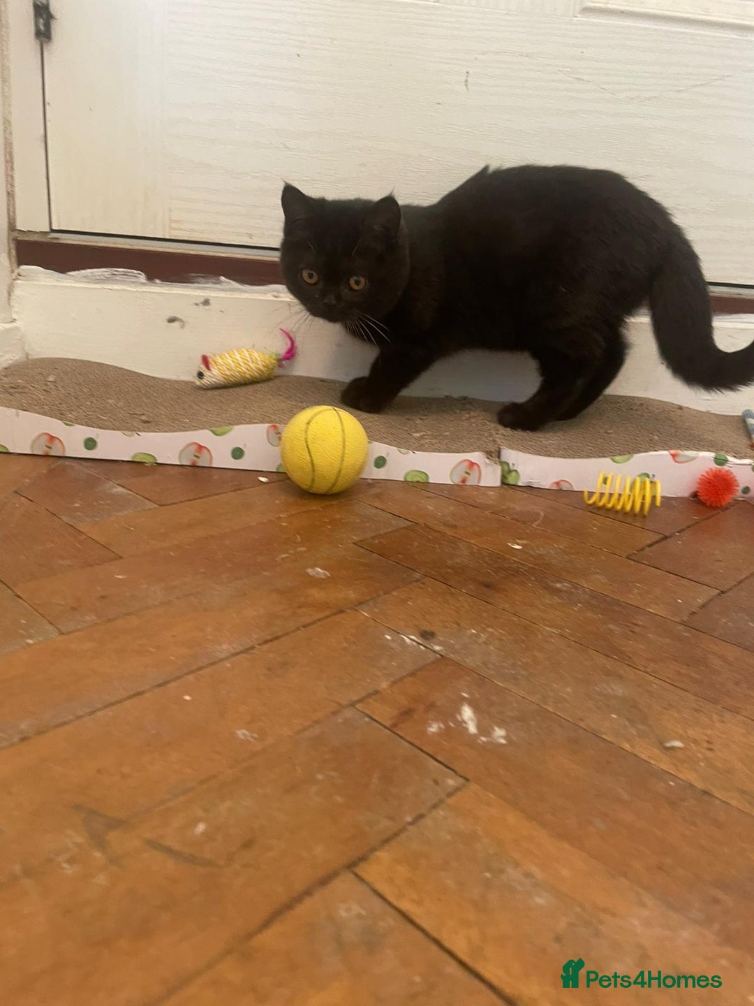 British Shorthair cats for sale: GCCF Black British Shorthair Kittens - Advert 3