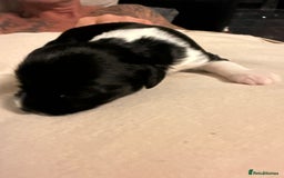 Mixed Breed dogs for sale: Stunning Merle chihuahua 2 girls ready 22nd dec - Advert 3