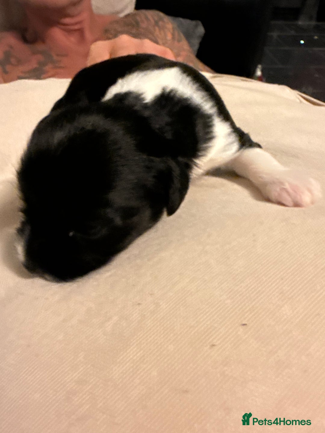 Mixed Breed dogs for sale: Stunning Merle chihuahua 2 girls ready 22nd dec - Advert 3