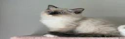 Ragdoll cats for sale: Purebred Ragdolls Ready To Leave  in Bradford - Advert 7
