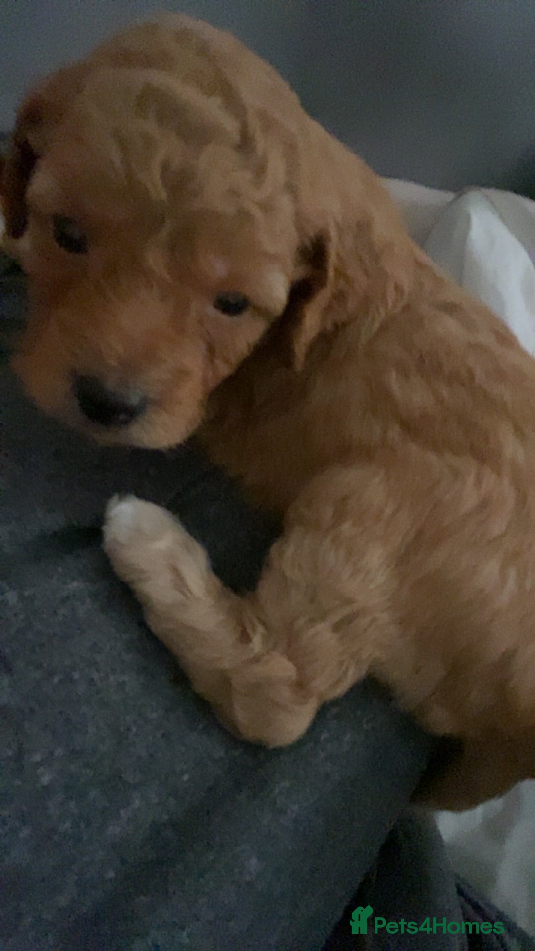 Cockapoo dogs for sale: Mini cockapoo f2  - Image 6