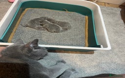 Russian Blue cats for sale: Adorable pure silver Russian blue kittens for sale - Image 6