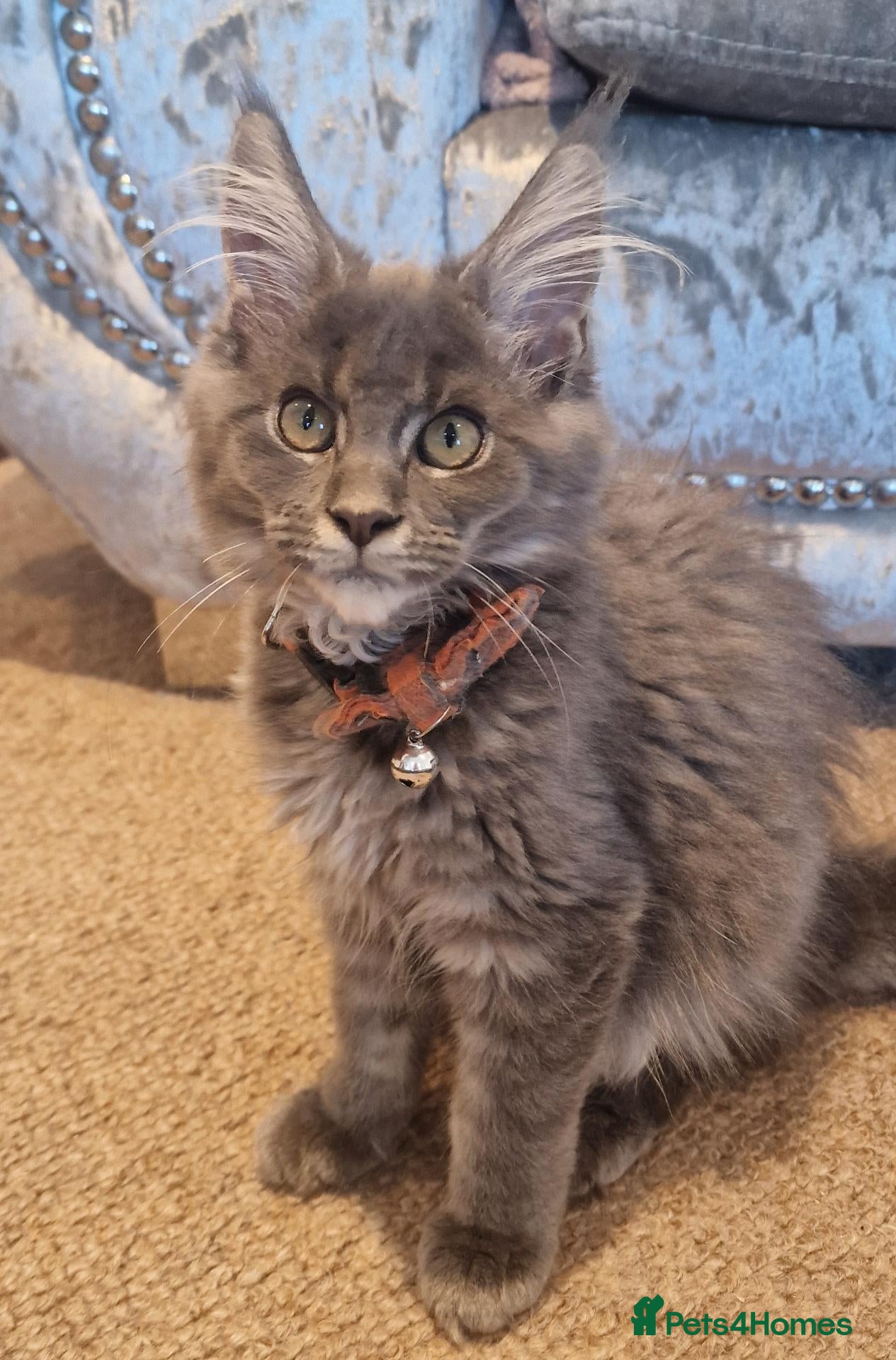 Maine Coon cats Last Stunning Maine Coon Kitten– Ready Now - Advert 1