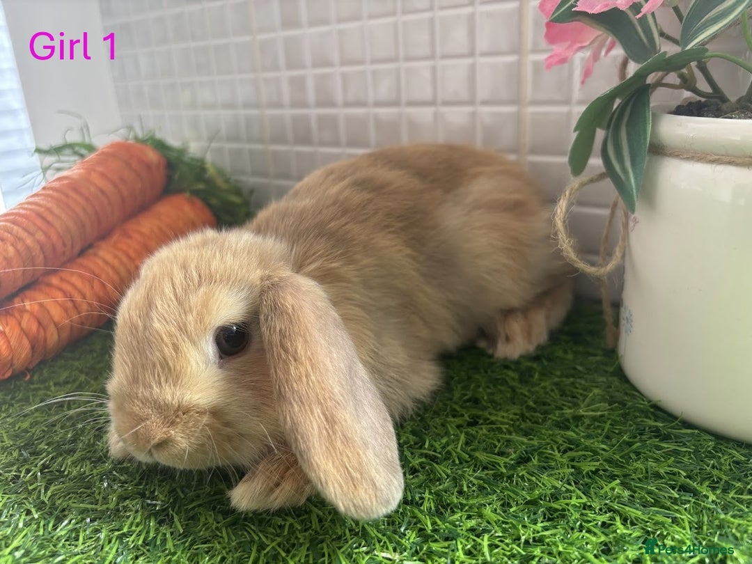 Mini Lop rabbits for sale: Mini lop baby bunnies - Ready now! - Image 25