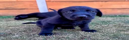 Labrador Retriever dogs for sale: KC Registered Labrador Puppies 🐾🐾🐾 - Advert 21