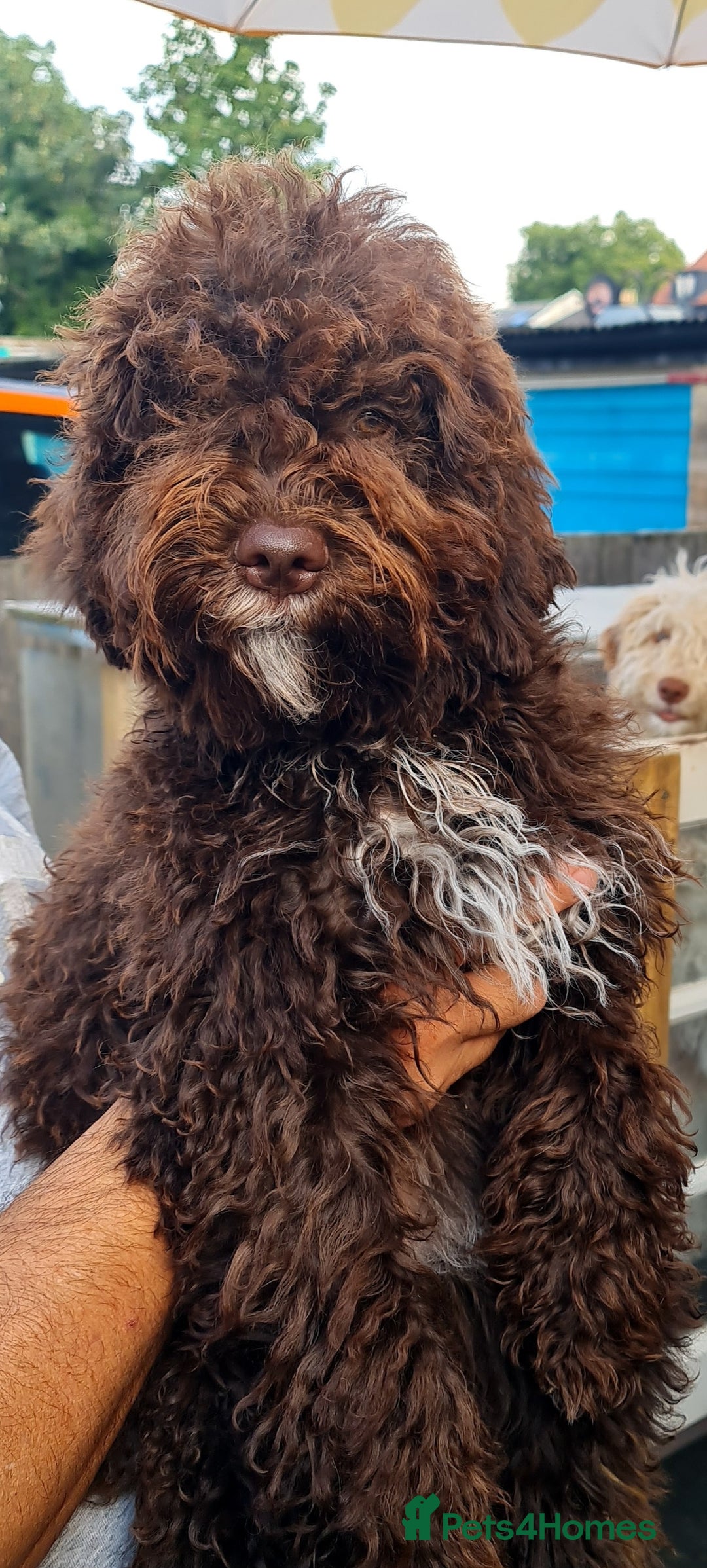 Lagotto Romagnolo dogs for sale:  ❗️Last one❗️Lagotto - The best breed ever in London - Image 8