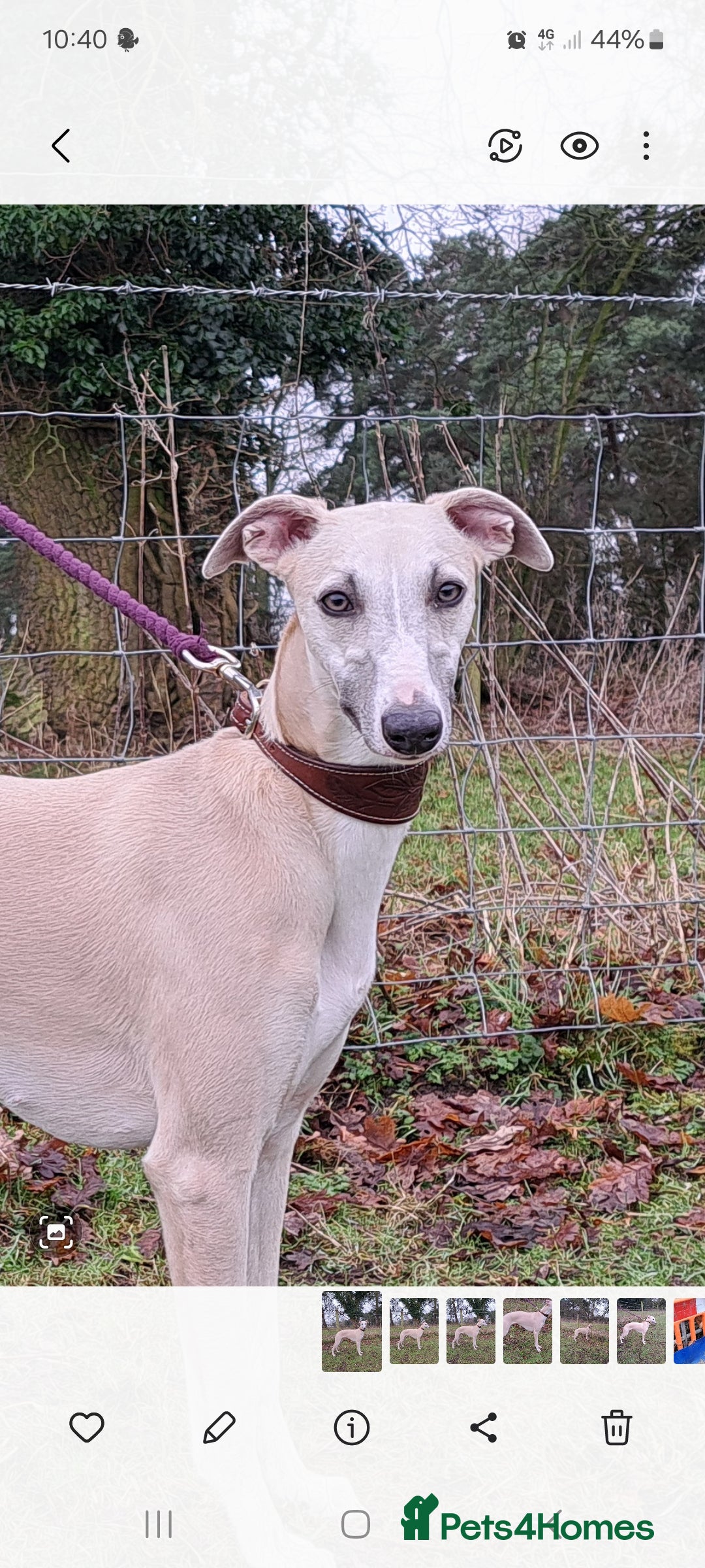 Whippet dogs for sale: 2 Beautiful KC reg bitch puppies - Advert 3