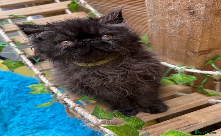 Persian cats - Advert 5