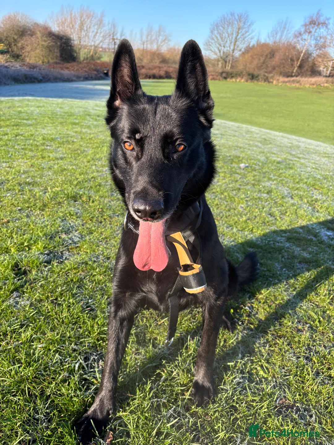 Belgian Shepherd Dog dogs for stud: Belgium malinois  - Advert 8