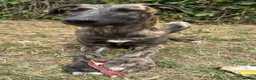 Lurcher dogs for sale: The last 2 lurcher pups.  in Skegness - Advert 13
