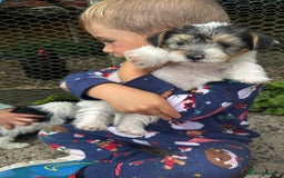 Mixed Breed dogs for sale: Jackawawa pups - Image 13