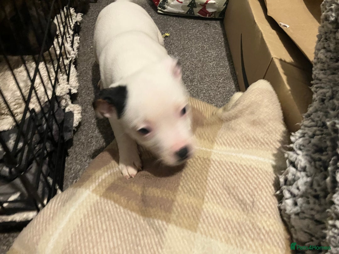 Staffordshire Bull Terrier dogs for sale: Two Staffordshire bull terrier puppies - Advert 3