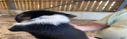 Mixed Breed dogs for sale: Cocker spaniel x collie puppies - Advert 7