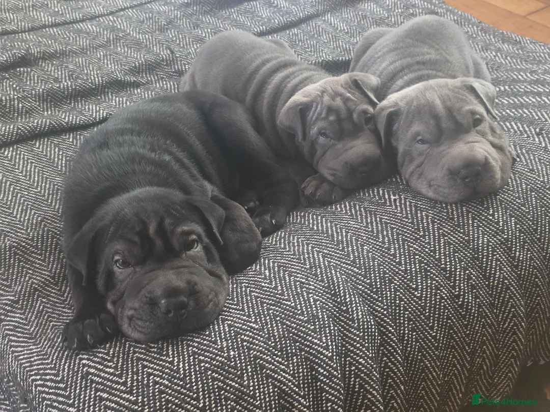 Mixed Breed dogs for sale: Beautiful Sharpei Puppies  in Liverpool - Advert 27