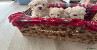 Maltipoo dogs - Advert 11