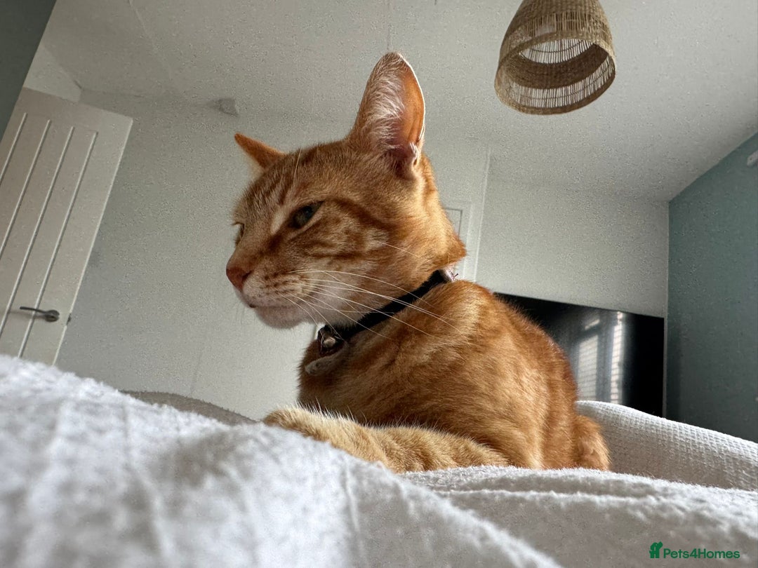 Domestic Shorthair cats for sale: 2 cats for rehoming - Image 2