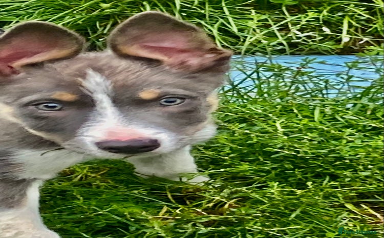 Border Collie dogs - Advert 2