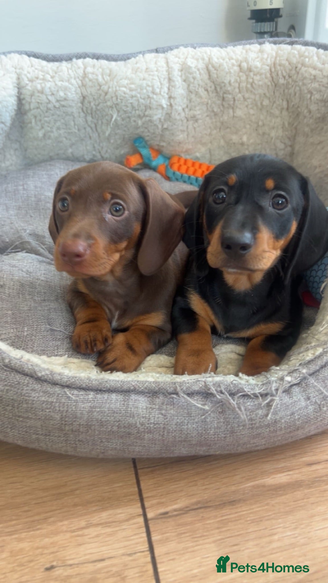 Miniature Dachshund dogs Miniature dachshunds 950 - Advert 4